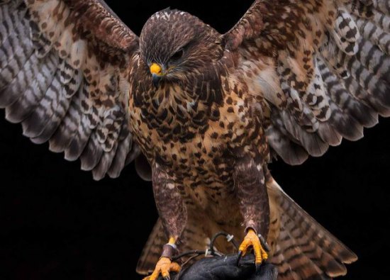 Falconry Experience C