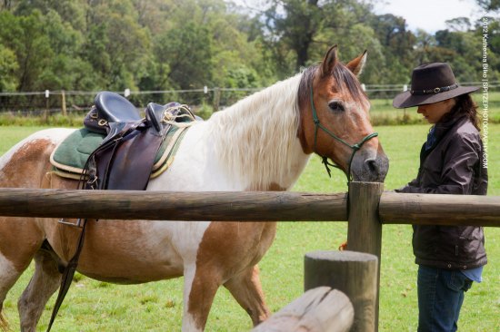 Two Hour Horse Ride