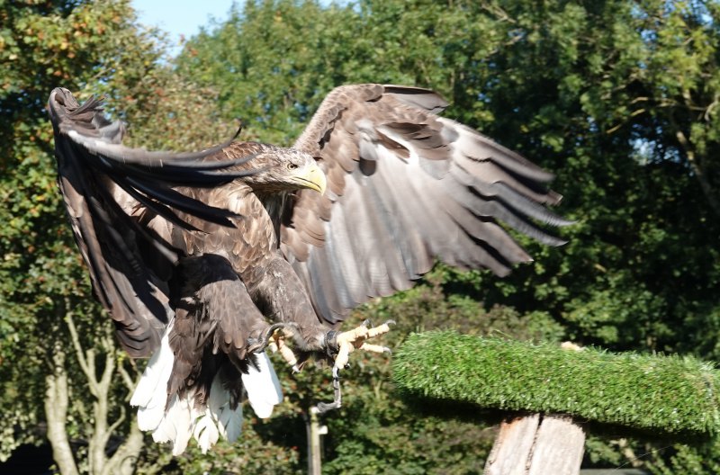 Eagle Experience for 2