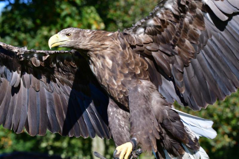 Eagle Experience for 1