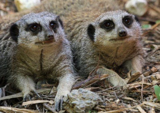 Meerkat Experience for 2