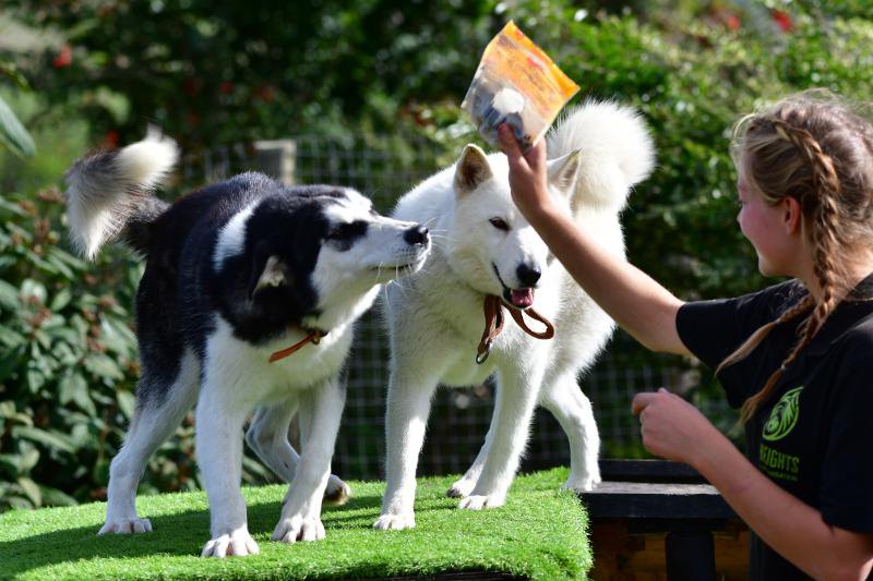 Husky Kennel Tour for 2 