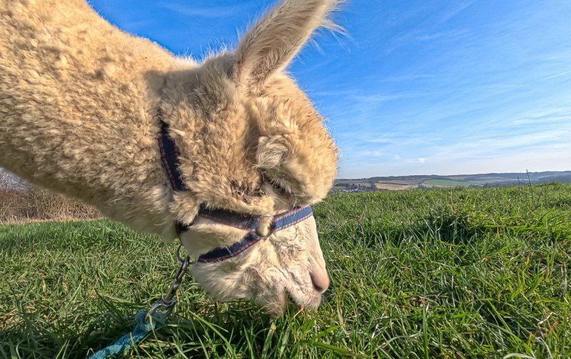 Alpaca Experience for 2